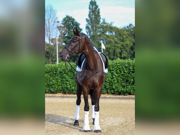 Hanoverian Gelding 11 years 18 hh Black in Tornesch