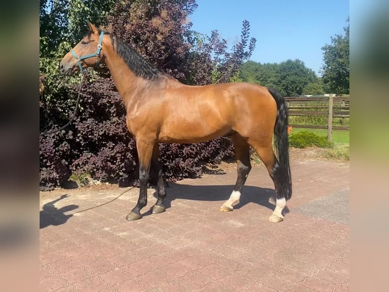 Hanoverian Gelding 11 years Brown in Heidenau