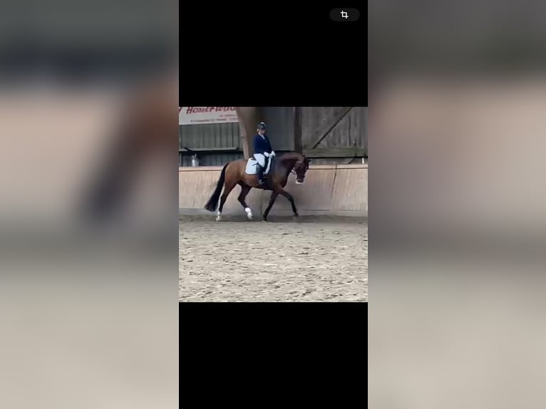 Hanoverian Gelding 11 years Brown in Heidenau