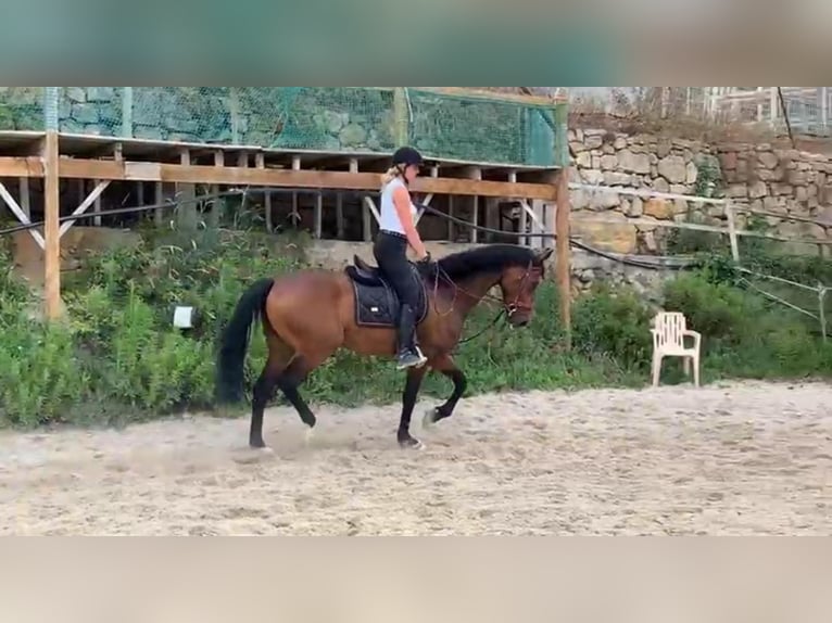 Hanoverian Gelding 11 years in Fribourg