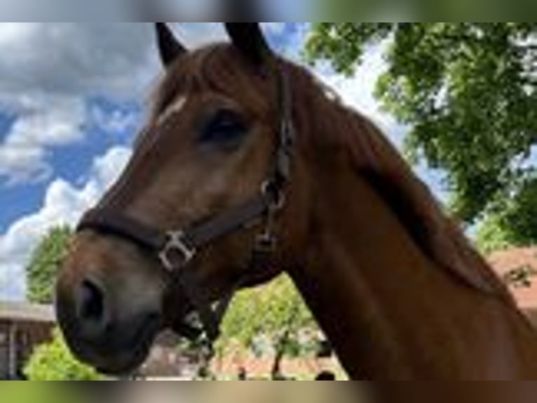Hanoverian Mix Gelding 12 years 14,3 hh Chestnut-Red in Isernhagen