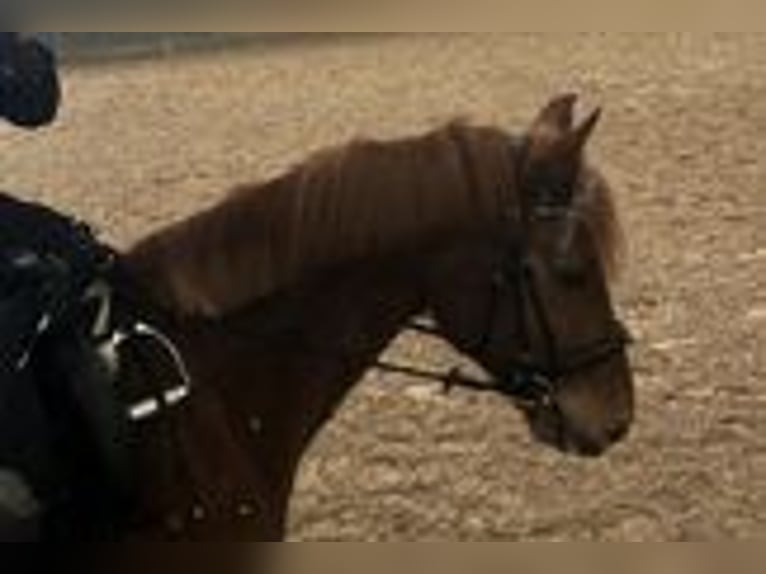 Hanoverian Mix Gelding 12 years 14,3 hh Chestnut-Red in Isernhagen