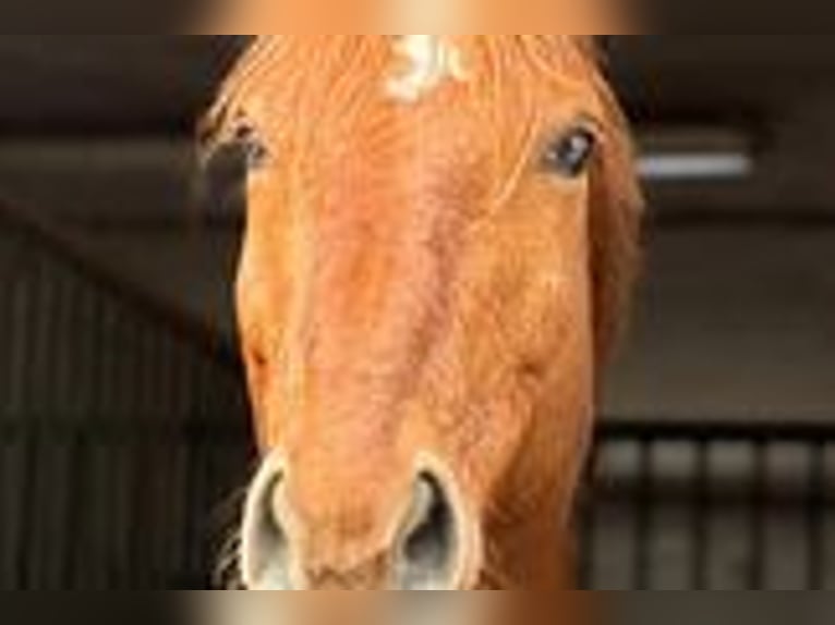 Hanoverian Mix Gelding 12 years 14,3 hh Chestnut-Red in Isernhagen