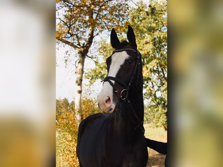 Hanoverian Gelding 12 years 16,1 hh Bay-Dark in Sassenburg