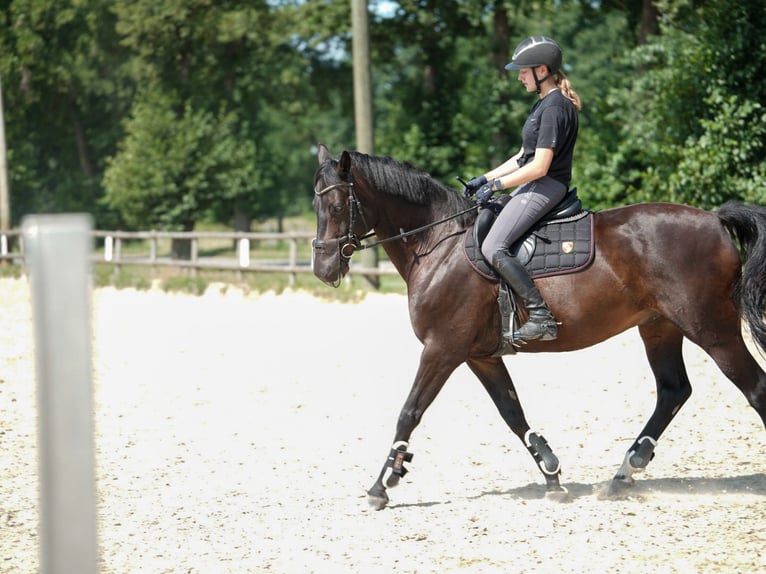 Hanoverian Gelding 12 years 16.1 hh Black in Bremen