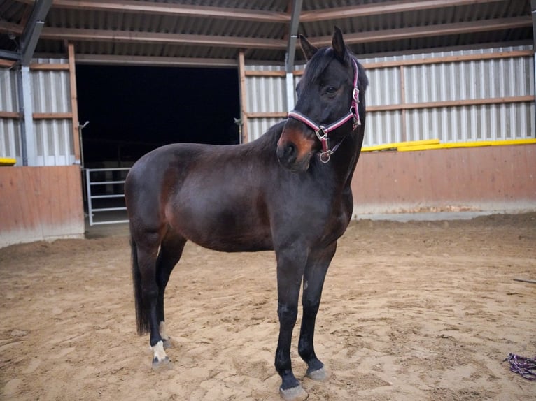Hanoverian Gelding 12 years 16.1 hh Black in Bremen