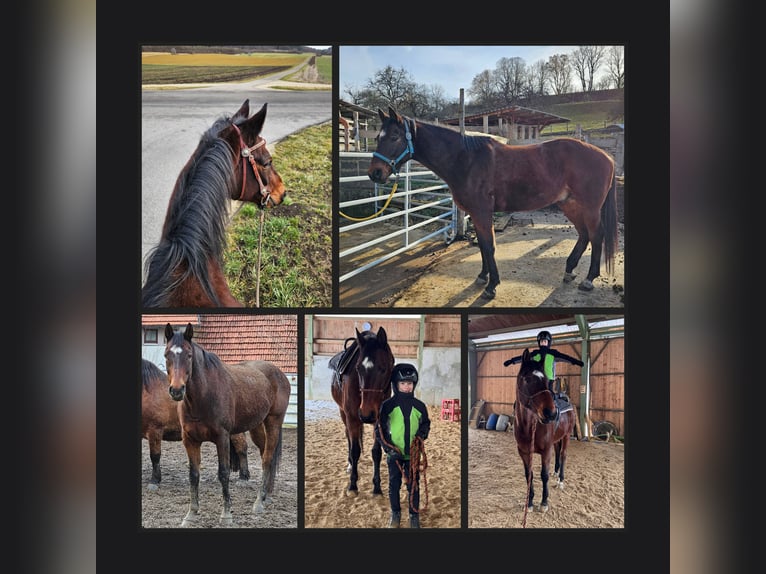Hanoverian Gelding 12 years 16.1 hh Brown in Münsingen