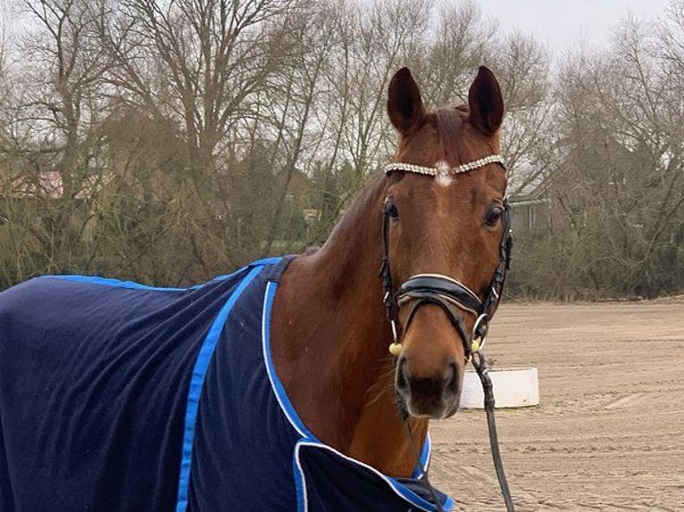 Hanoverian Gelding 12 years 16,1 hh Chestnut-Red in Verden (Aller)