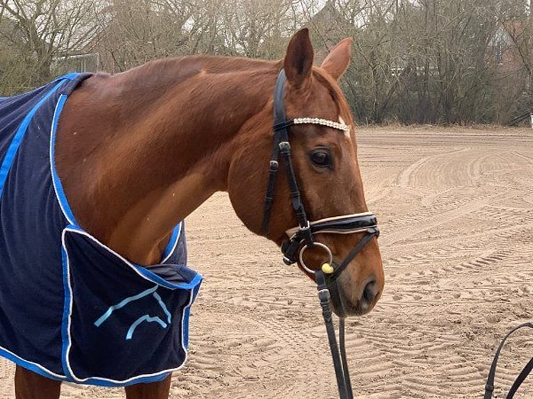 Hanoverian Gelding 12 years 16,1 hh Chestnut-Red in Verden (Aller)