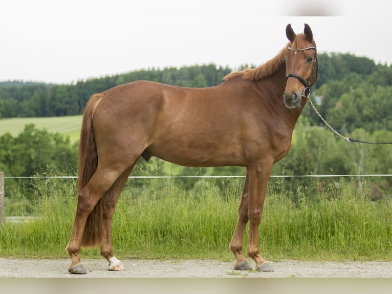 Hanoverian Gelding 12 years 16,1 hh Chestnut-Red in Soyen
