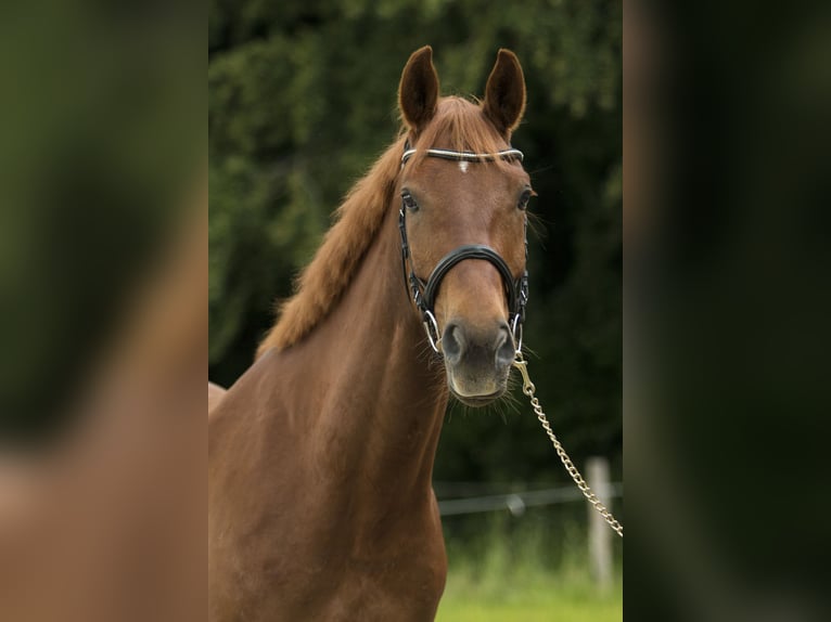 Hanoverian Gelding 12 years 16,1 hh Chestnut-Red in Soyen