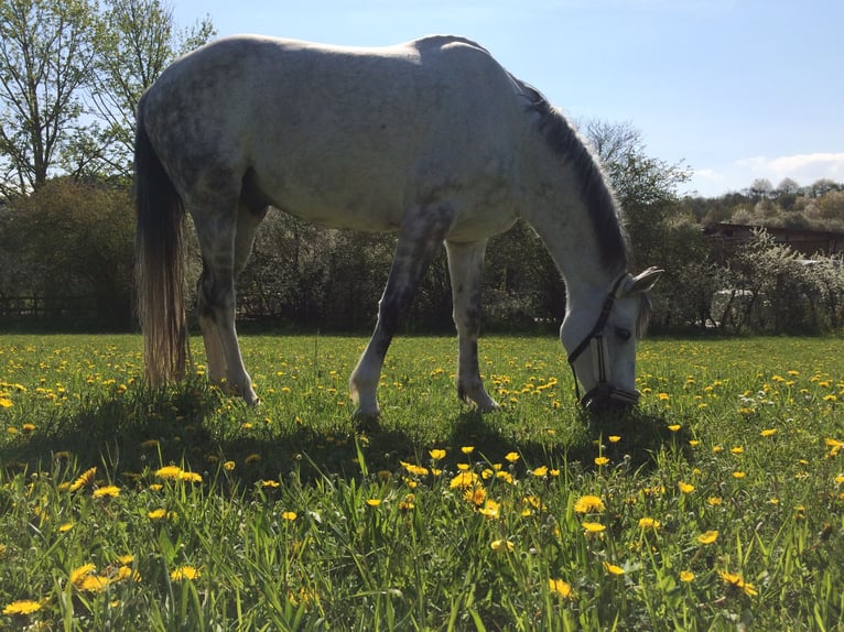 Hanoverian Gelding 12 years 16.1 hh Grey-Dapple in Herbstein