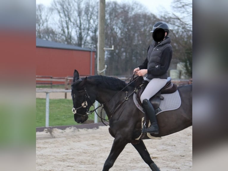 Hanoverian Gelding 12 years 16.1 hh Smoky-Black in Ratingen