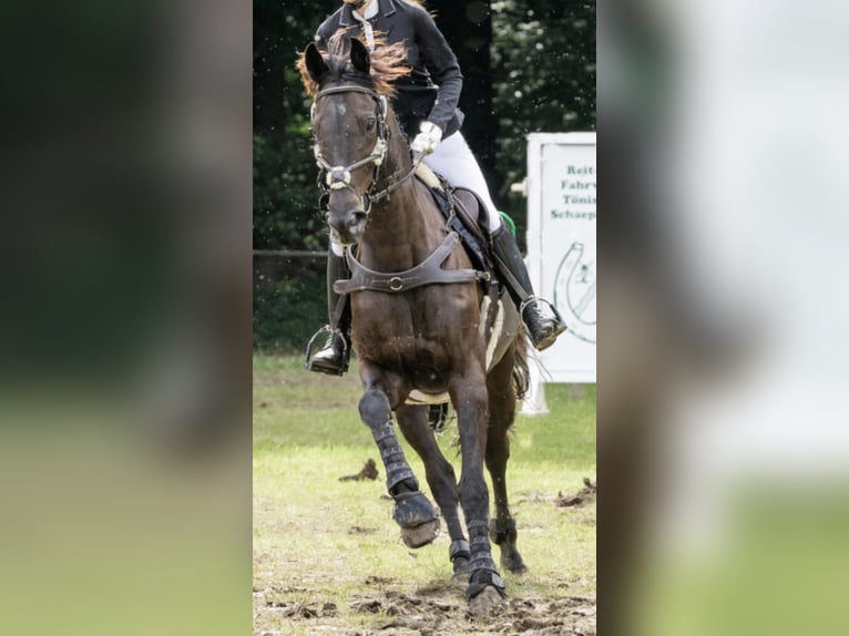 Hanoverian Gelding 12 years 16.1 hh Smoky-Black in Ratingen