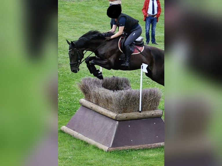 Hanoverian Gelding 12 years 16.1 hh Smoky-Black in Ratingen