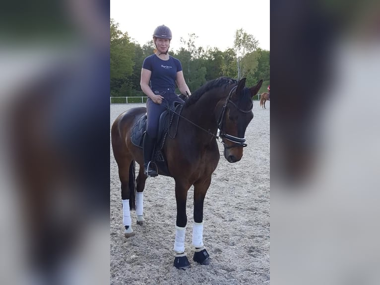Hanoverian Gelding 12 years 16.2 hh Bay-Dark in Nünchritz