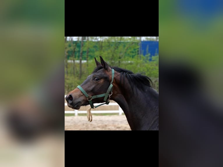 Hanoverian Gelding 12 years 16.2 hh Bay-Dark in Nünchritz