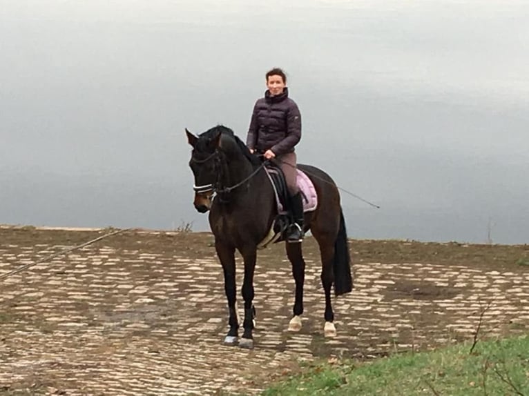 Hanoverian Gelding 12 years 16.2 hh Bay-Dark in Nünchritz