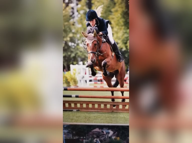 Hanoverian Gelding 12 years 16,2 hh Brown in Elmlohe