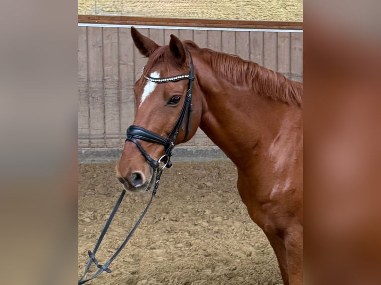 Hanoverian Gelding 12 years 16.2 hh Chestnut-Red in Essen