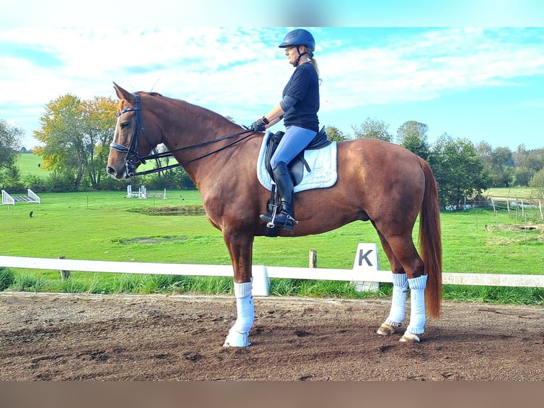 Hanoverian Gelding 12 years 16.2 hh Chestnut-Red in Kollow