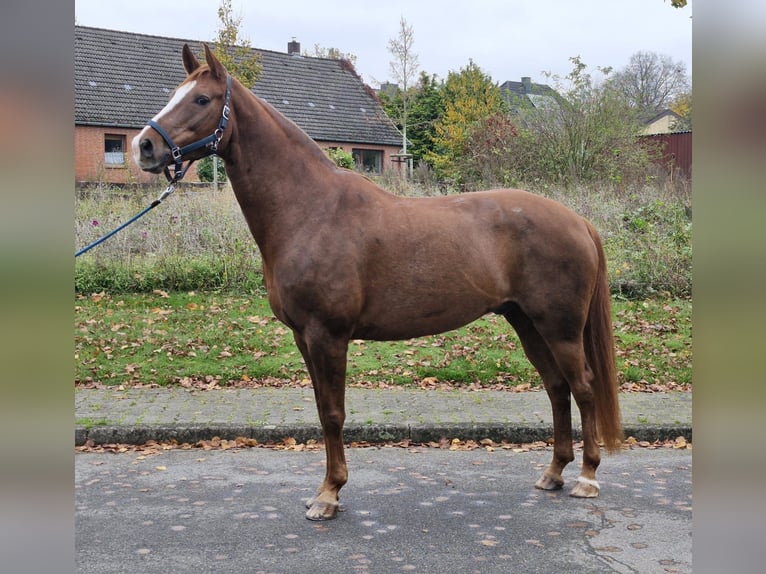 Hanoverian Gelding 12 years 16.2 hh Chestnut-Red in Kollow