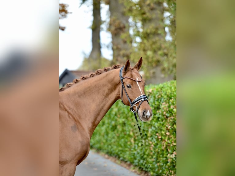 Hanoverian Gelding 12 years 16,2 hh Chestnut-Red in Vechta