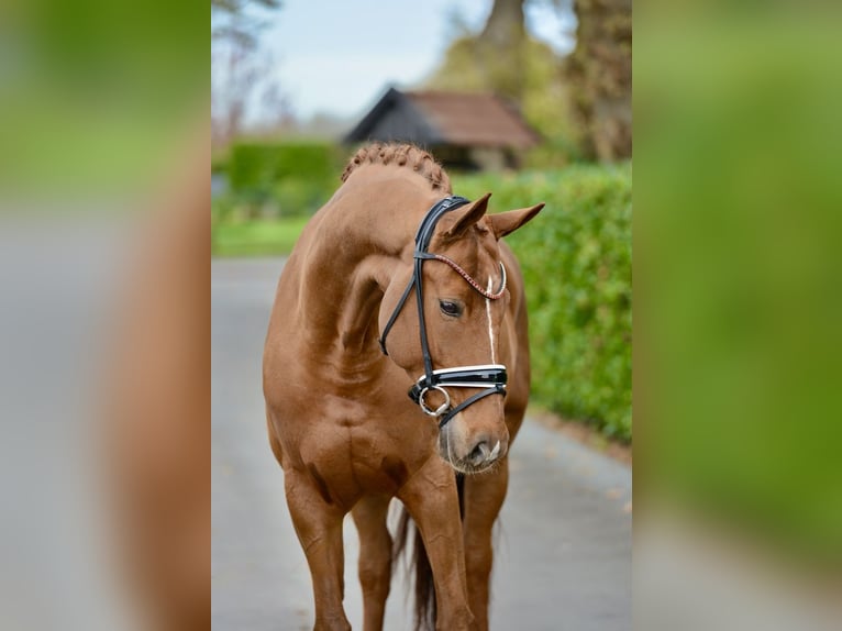 Hanoverian Gelding 12 years 16,2 hh Chestnut-Red in Vechta