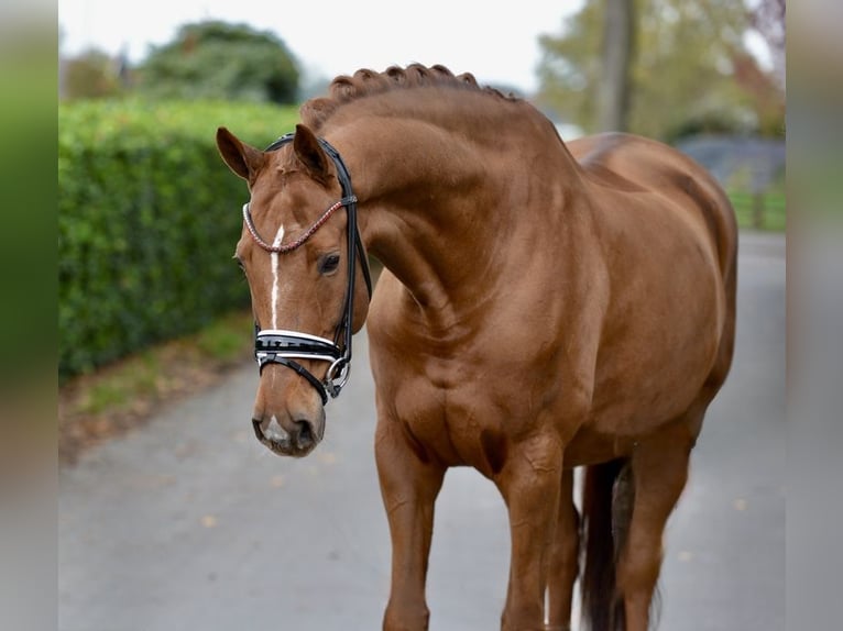 Hanoverian Gelding 12 years 16,2 hh Chestnut-Red in Vechta