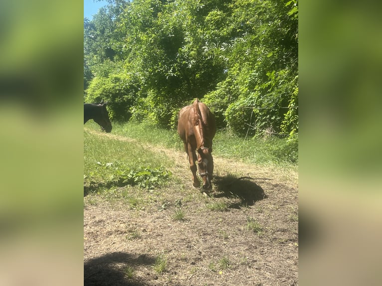 Hanoverian Gelding 12 years 16,2 hh Chestnut-Red in Baden