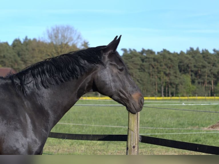 Hanoverian Gelding 12 years 16.2 hh Smoky-Black in Bad Bevensen