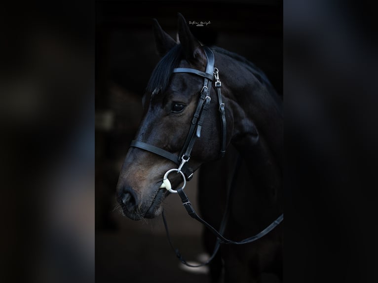 Hanoverian Gelding 12 years 16,2 hh Smoky-Black in Möttingen