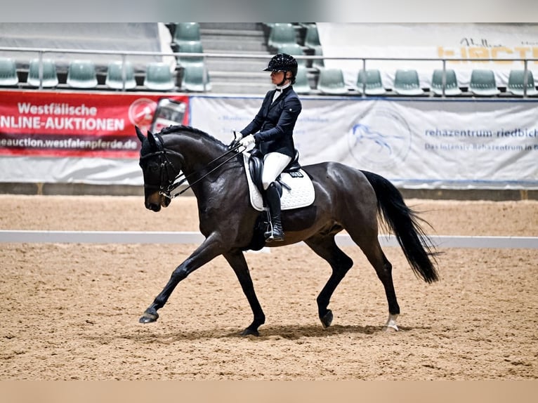 Hanoverian Gelding 12 years 16,2 hh Smoky-Black in Möttingen