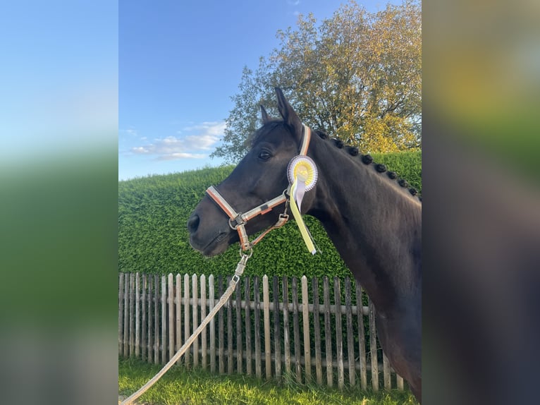 Hanoverian, Gelding, 12 years, 16.3 hh, Bay-Dark