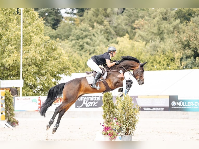 Hanoverian Gelding 12 years 16.3 hh Bay-Dark in Menningen