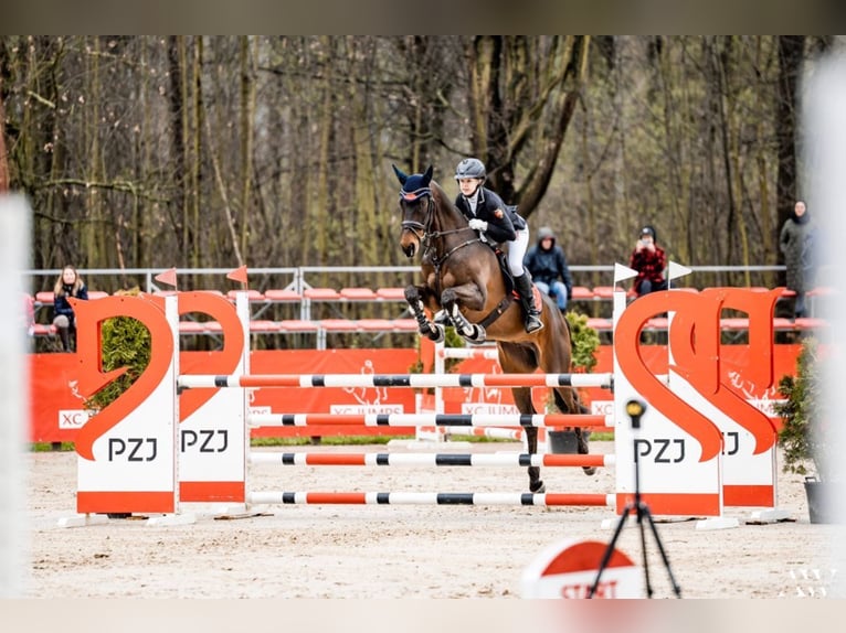 Hanoverian Gelding 12 years 16,3 hh Brown in Ganderkesee