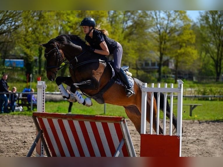 Hanoverian Gelding 12 years 16,3 hh Brown in Ganderkesee