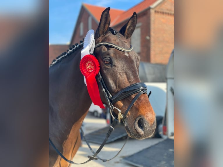 Hanoverian Gelding 12 years 16,3 hh Brown in Ganderkesee