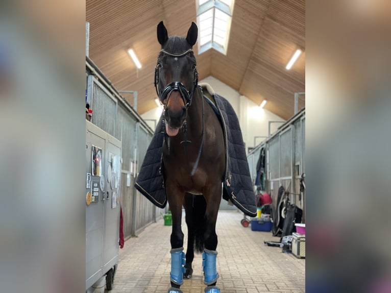 Hanoverian Gelding 12 years 16,3 hh Brown in Ganderkesee