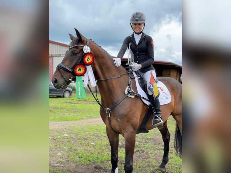 Hanoverian Gelding 12 years 16,3 hh Brown in Ganderkesee