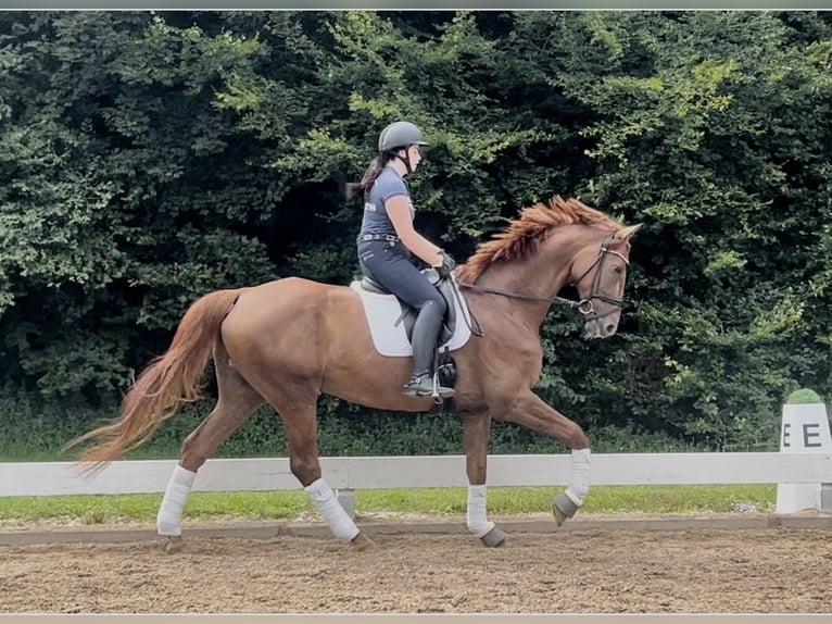 Hanoverian Gelding 12 years 16,3 hh Chestnut-Red in Prutting