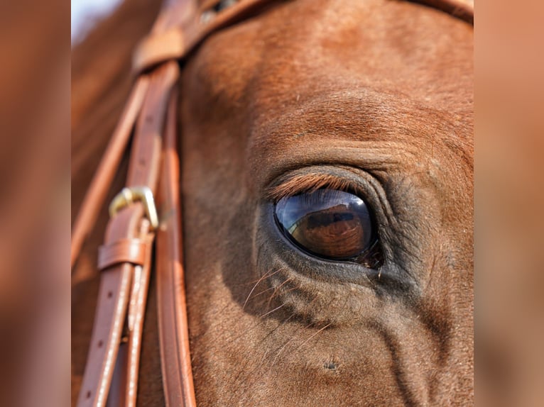 Hanoverian Gelding 12 years 16,3 hh Chestnut-Red in Bassum