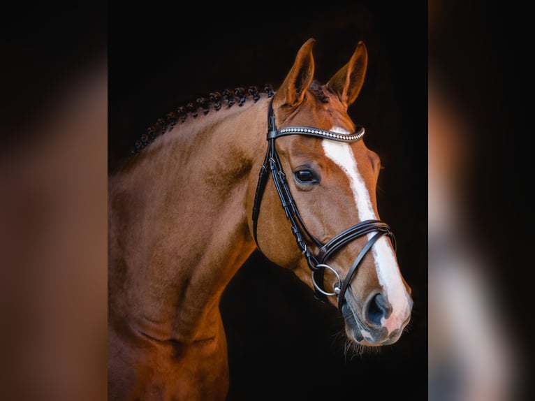 Hanoverian Gelding 12 years 16,3 hh Chestnut in Ellwangen (Jagst)