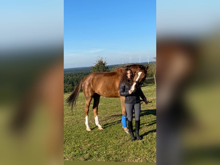 Hanoverian Gelding 12 years 16,3 hh Chestnut in Ellwangen (Jagst)