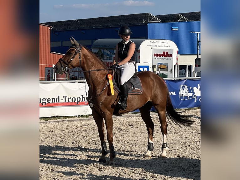 Hanoverian Gelding 12 years 16,3 hh Chestnut in Ellwangen (Jagst)
