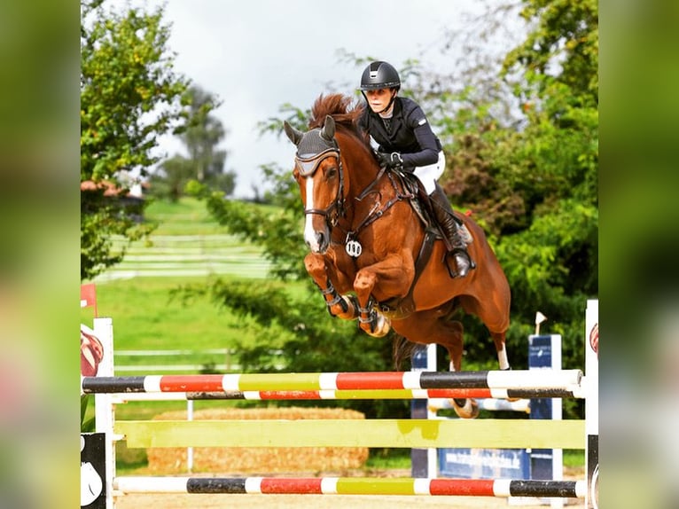 Hanoverian Gelding 12 years 16,3 hh Chestnut in Ellwangen (Jagst)