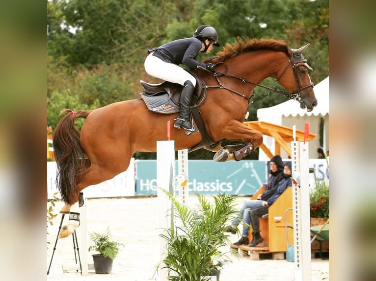 Hanoverian Gelding 12 years 16,3 hh Chestnut in Ellwangen (Jagst)