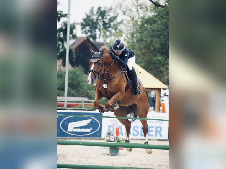 Hanoverian Gelding 12 years 16,3 hh Chestnut in Ellwangen (Jagst)