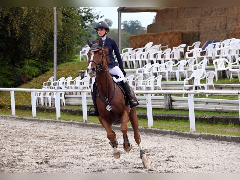 Hanoverian Gelding 12 years 16,3 hh Chestnut in Ellwangen (Jagst)