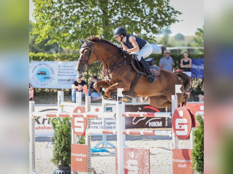 Hanoverian Gelding 12 years 16,3 hh Chestnut in Ellwangen (Jagst)